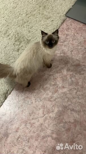 Кошка в добрые руки
