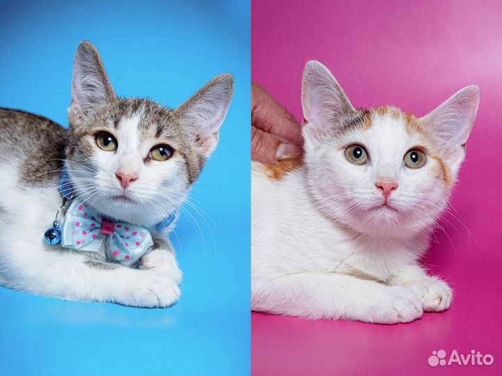 Двое из ларца)