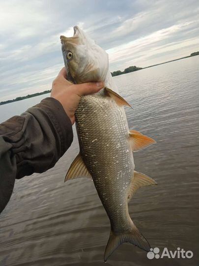 Рыба свежая и копченая