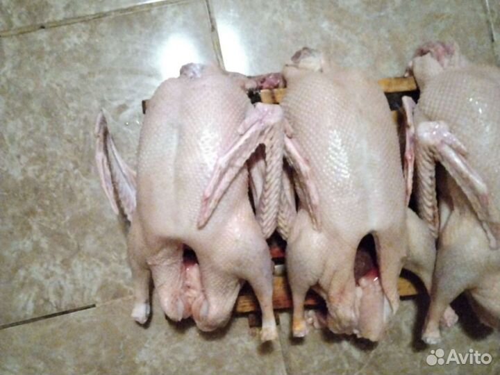 Мясо утки,мясо индейки,домашние петушки