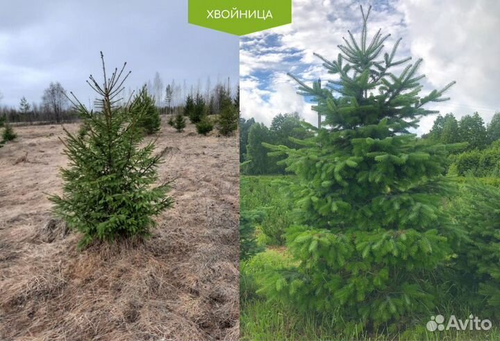 Ель обыкновенная