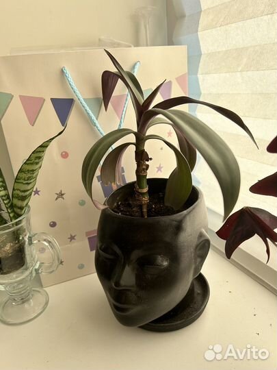 Комнатные цветы