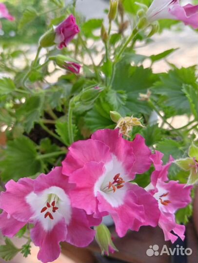 Герань пеларгония королевская