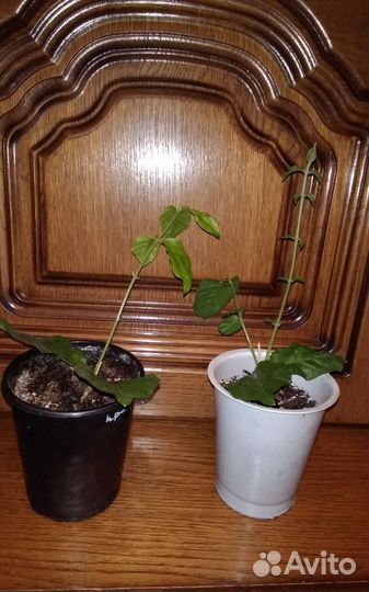 Жасмин самбак