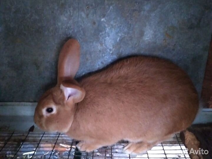 Кролик,бургундский,самец 6.5 мес