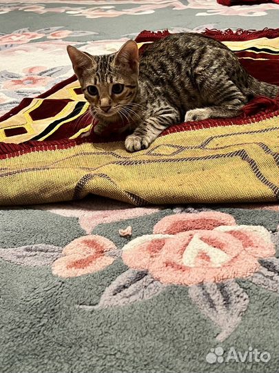 Бенгальская кошка