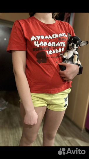 Любителям мелких пород