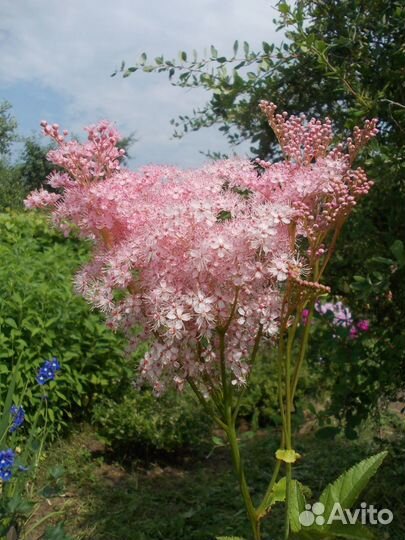 Цветы 150 видов. Прайс. ч.1