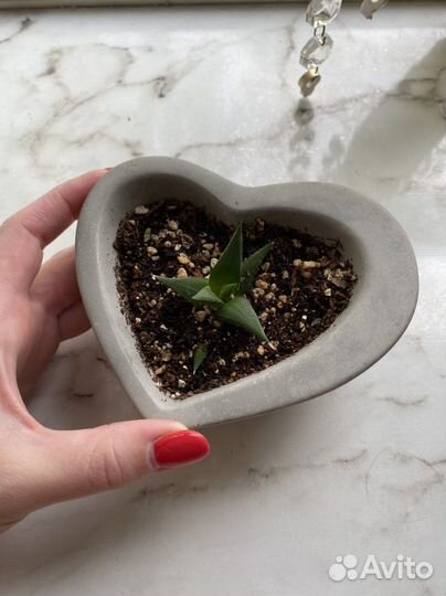 Комнатные растения в кашпо