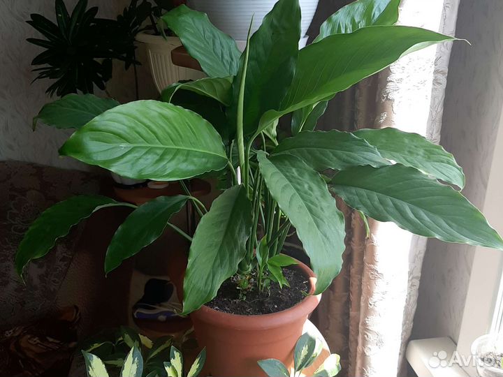 Спатифиллум