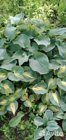 Садовые растения