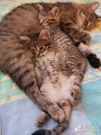 Голубоглазые котята в Дар
