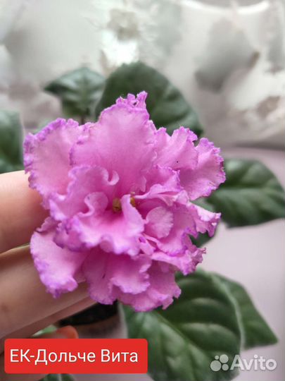 Фиалка в горшках