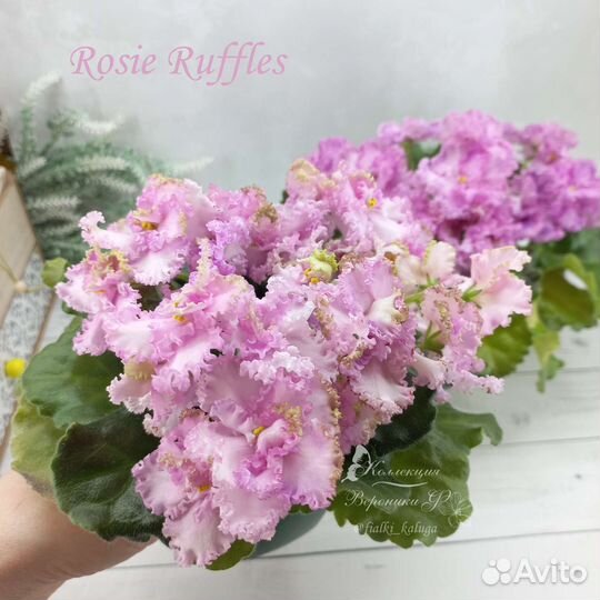 Набор листиков сортовых фиалок 10 шт. или 5 шт