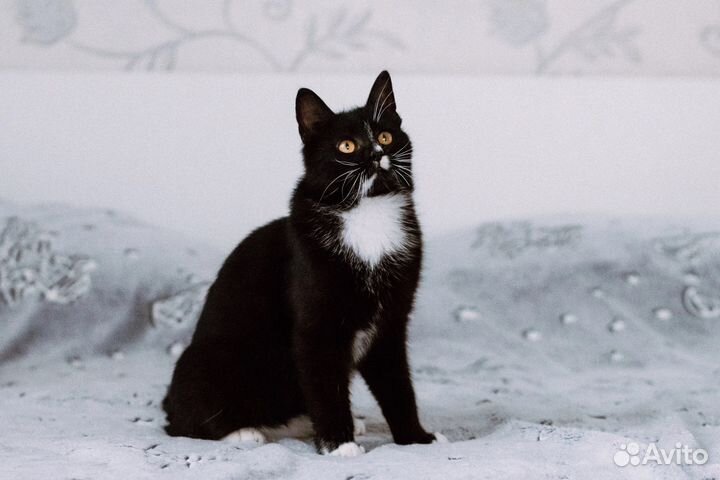 Котик Вольф