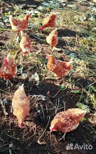 Куры несушки