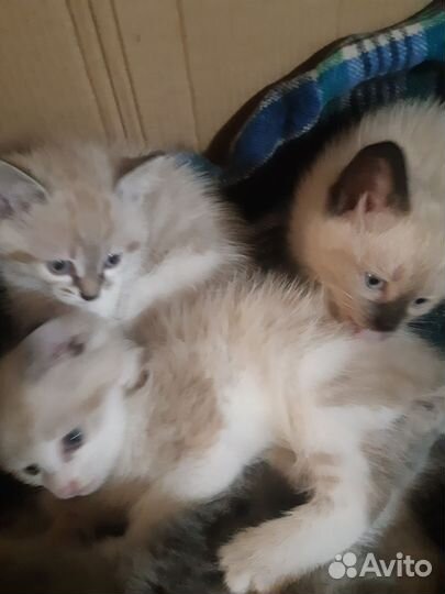 Котята в дар