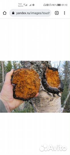 Березовый гриб чага продам