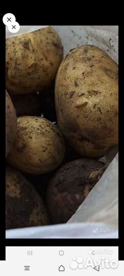 Огурец салатный,картошка