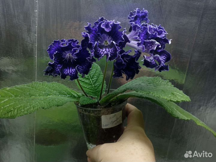 Бегонии (детки), стрептокарпус