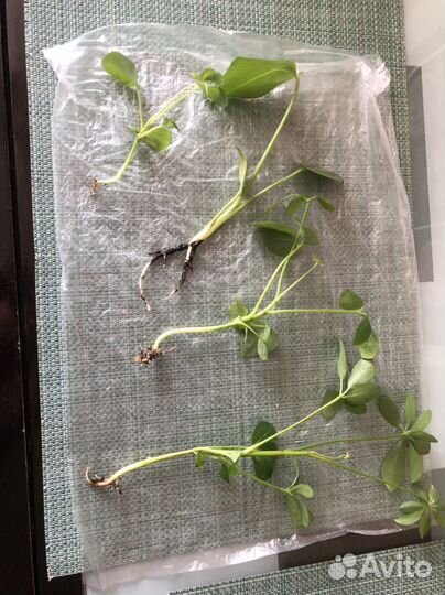 Комнатные цветы шефлера и женское счастье