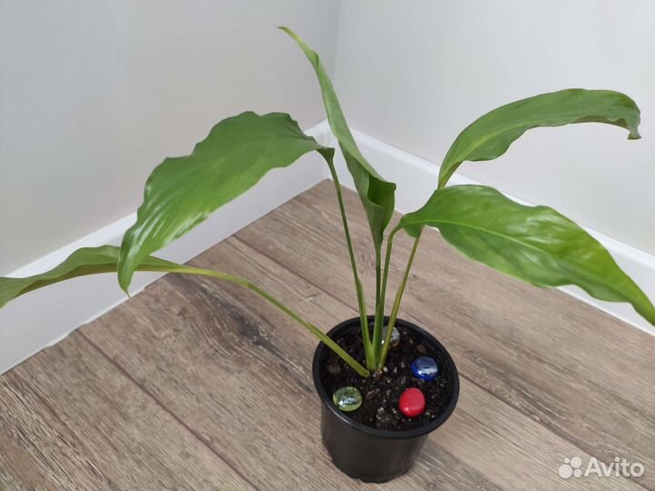 Спатифиллум (женское счастье)