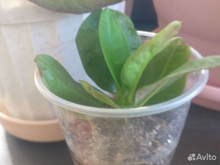 Молочай мили Эуфорбия