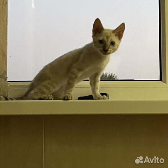 Бенгальская