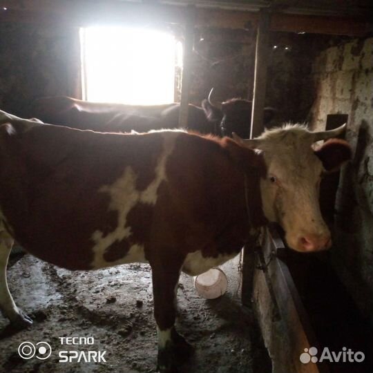 Коровы дойные