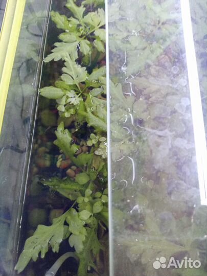 Рыбки аквариумные