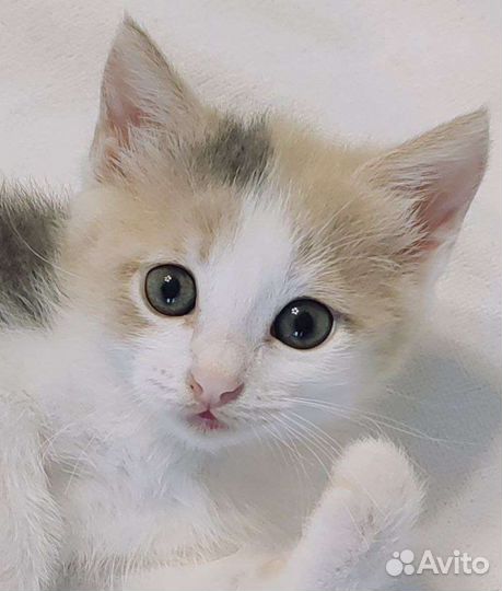 Котята в Симферополе бесплатно