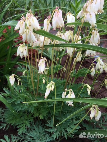 Дицентра розовая, белая