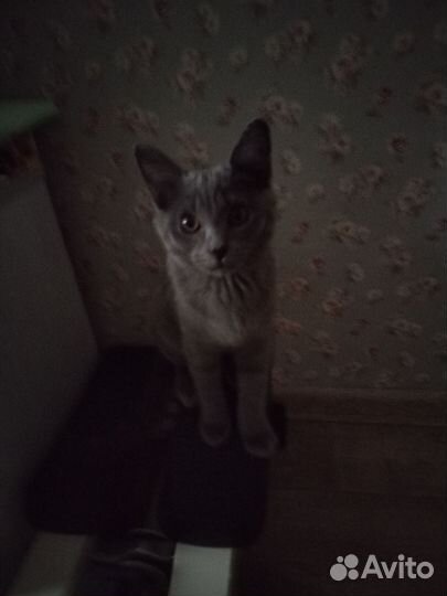 Котёнок британец