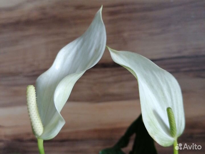 Антуриум Лили white