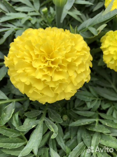 Рассада цветов и овощей, оптом и в розницу