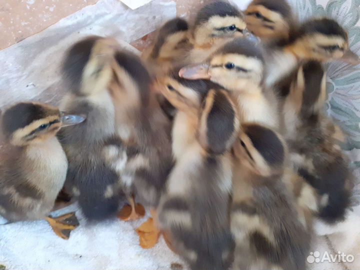 Инкубационное яйцо