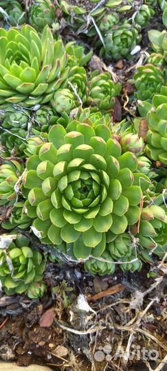 Молодило каменная роза