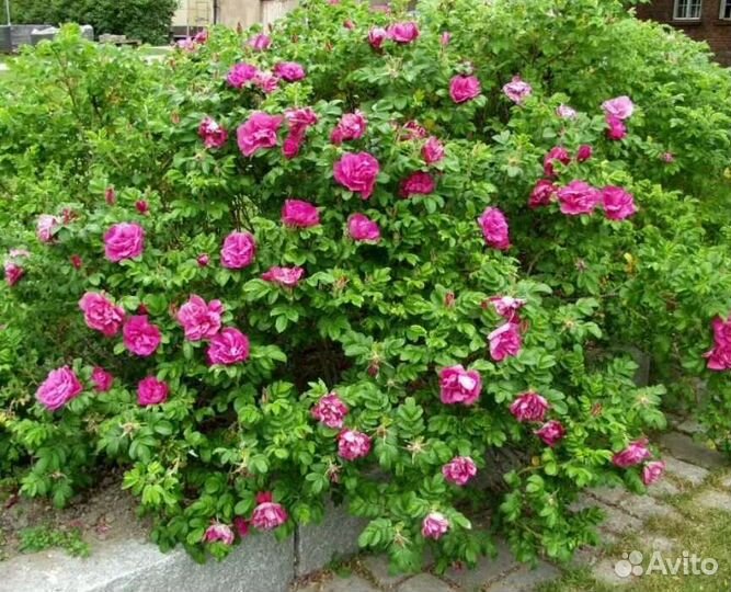 Роза ругоза