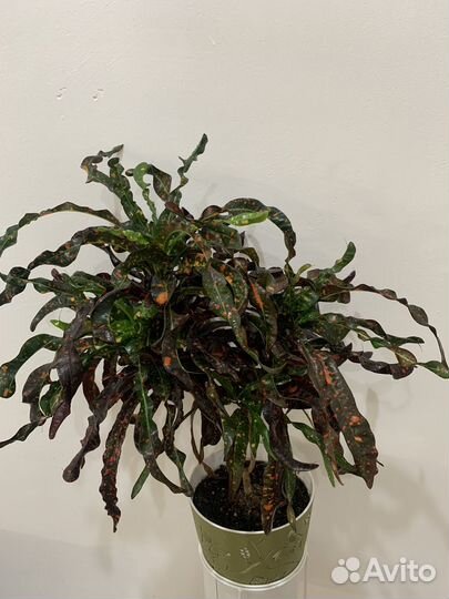 Кодиеум кротон