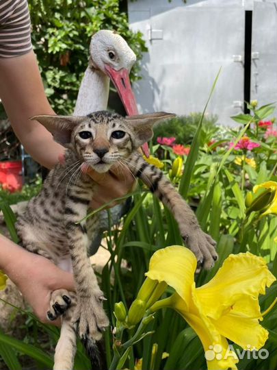 Ориентальные котята