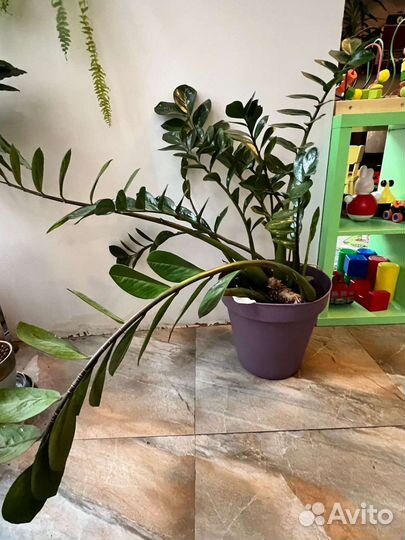 Замиокулькас