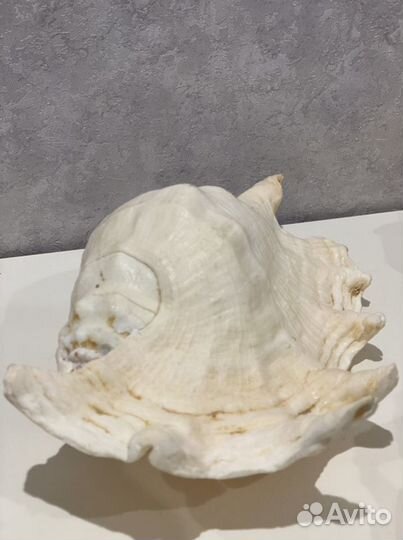 Морские ракушки раковины