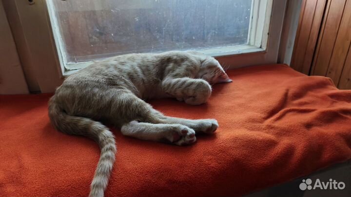 Кот в добрые руки