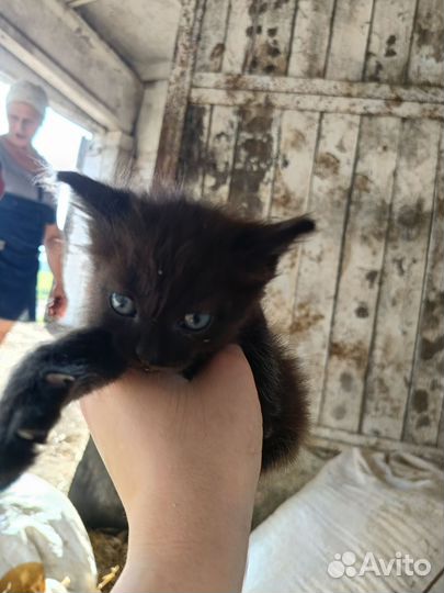 Отдам котенка в добрые руки