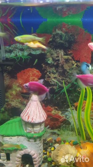 Аквариум с тумбой рыбками фильтром ситом всем на ф