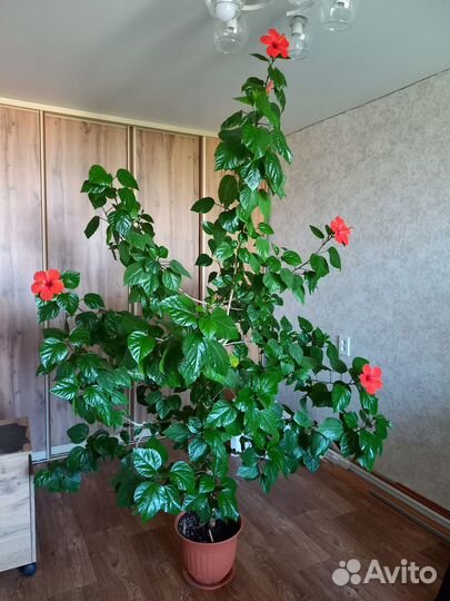 Домашние растения