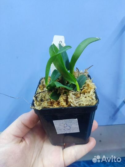 Орхидея. Лаелия.Laelia alaorii