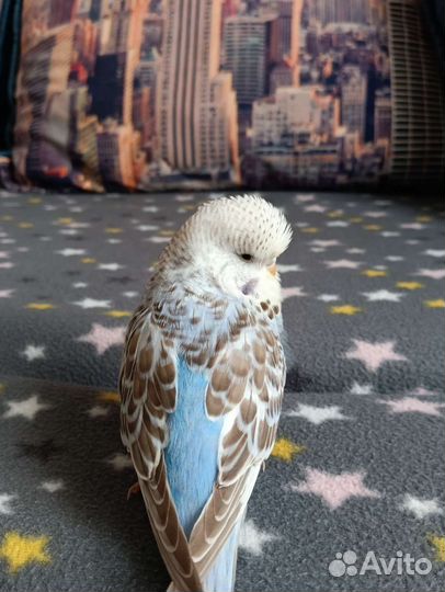 Волнистый попугай ввп чех