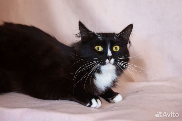 Кот Пушистень, 2 года