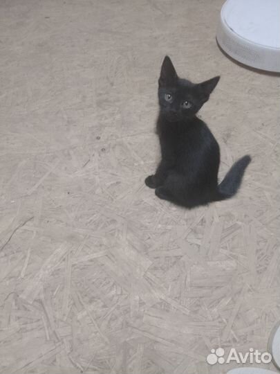 Котенок девочка в добрые руки